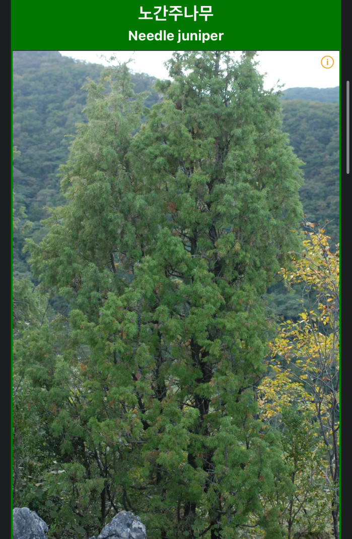 나무끼리 노래방 가면 간점 필수인 이유