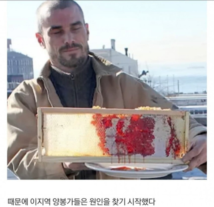약혐) 벌이 빨간 꿀을 생산하자 실체가 드러난 범죄공장 (수정)