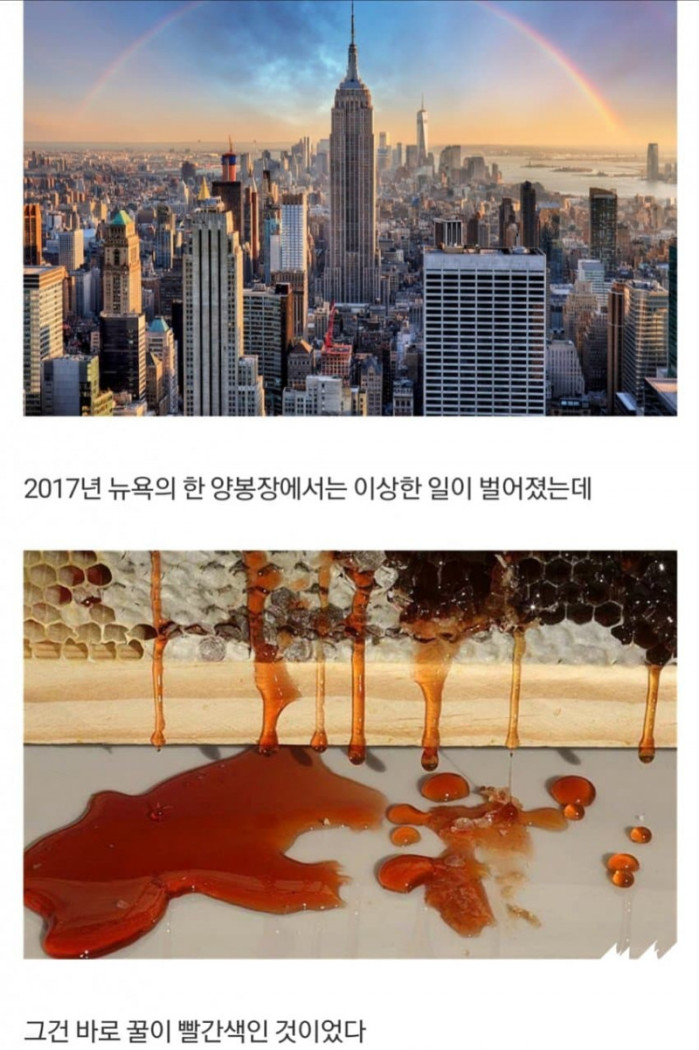 약혐) 벌이 빨간 꿀을 생산하자 실체가 드러난 범죄공장 (수정)