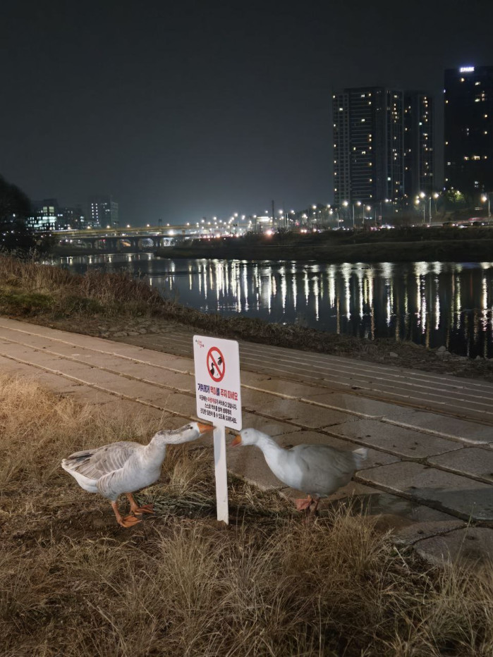 거위에게 먹이를 주지 마세요