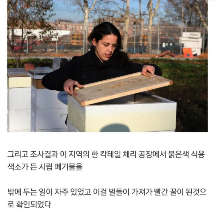 약혐) 벌이 빨간 꿀을 생산하자 실체가 드러난 범죄공장 (수정)