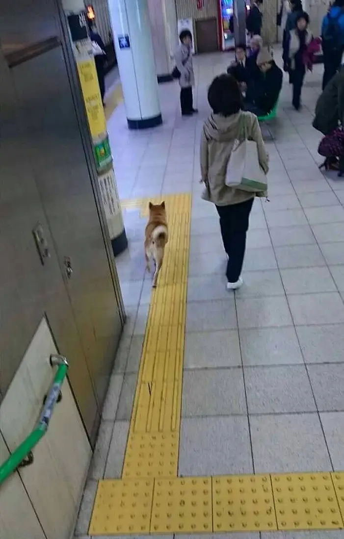 직원 : 선생님 반려견을 데리고 지하철을 타시면 안됩니다 손님 : 에구머니나. 제 개 아닌데요?