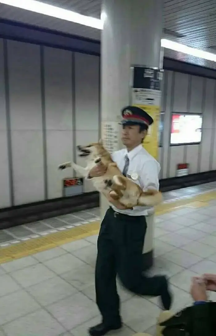 직원 : 선생님 반려견을 데리고 지하철을 타시면 안됩니다 손님 : 에구머니나. 제 개 아닌데요?