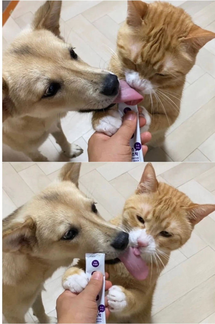 강아지와 고양이 혀 크기 차이