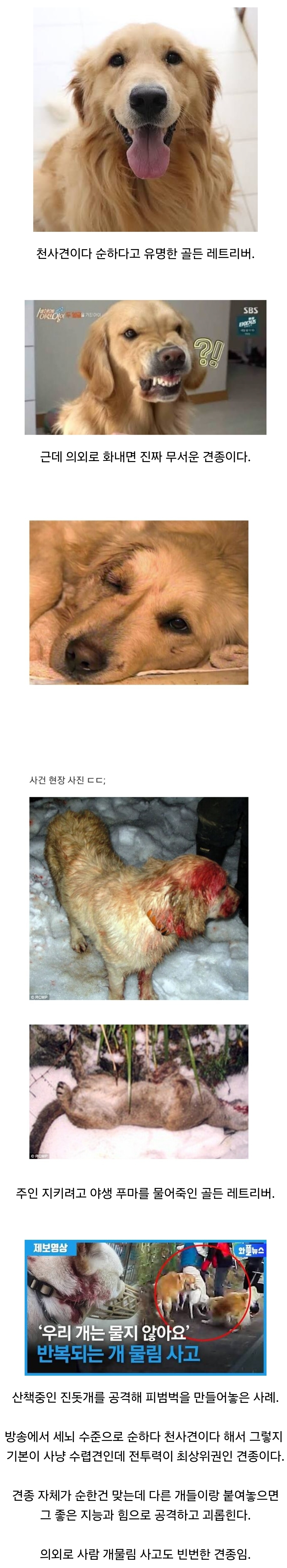 사람들이 골든 레트리버에 대해 잘 모르는