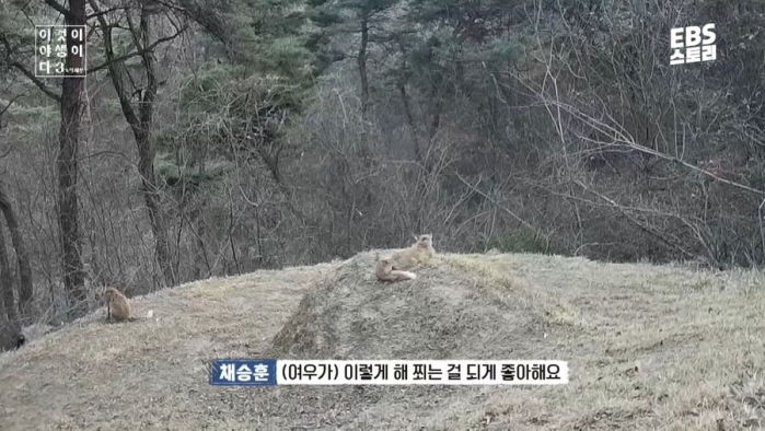 여우가 무덤 파먹는다는 말이 퍼진 이유