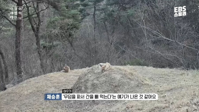 여우가 무덤 파먹는다는 말이 퍼진 이유