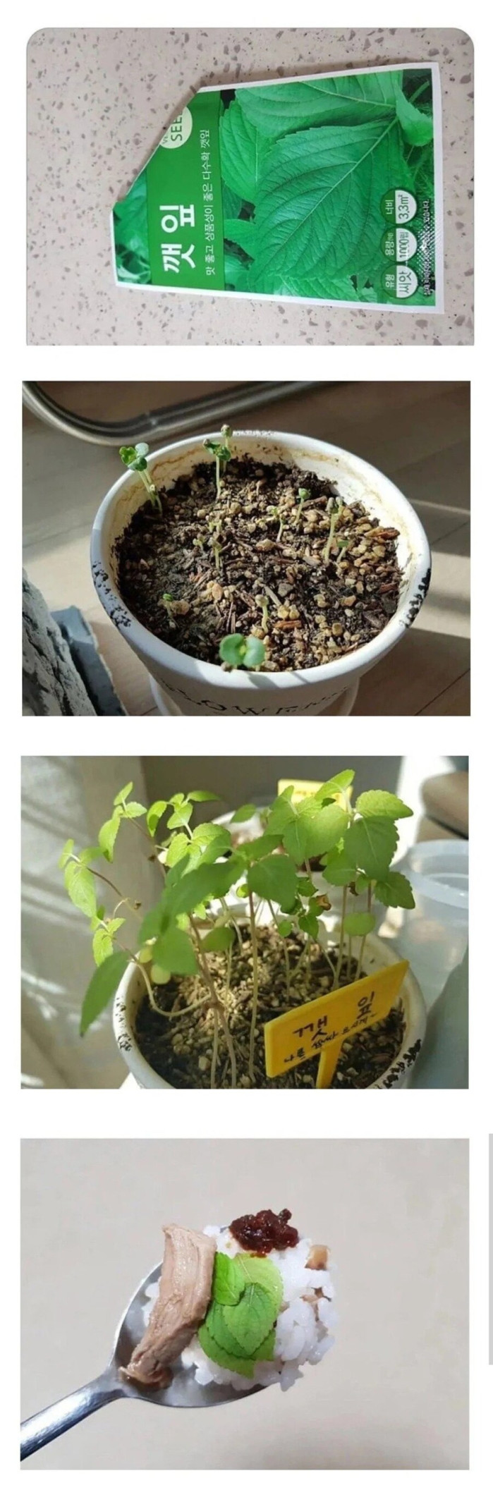 집에서 직접 키워 먹는 깻잎쌈