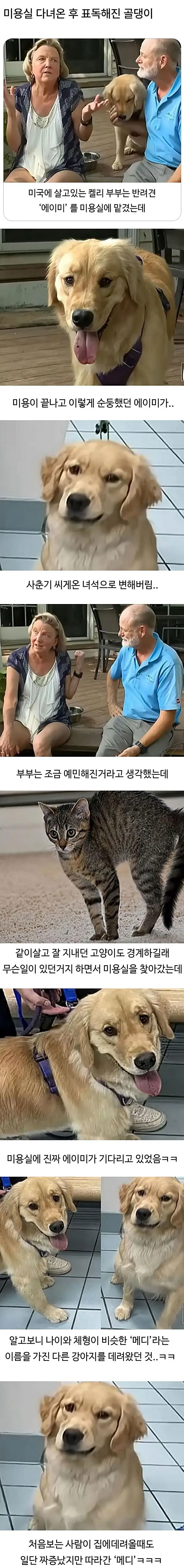 미용실 다녀온 후 표독해진 골댕이